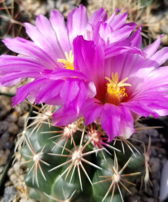 Thelocactus bueckii 10 pieces Seeds