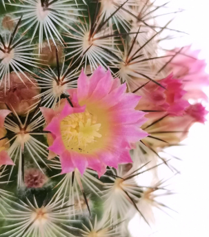 Mammillaria microhelia 10 Pieces Seeds