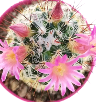 Mammillaria microhelia 10 Pieces Seeds
