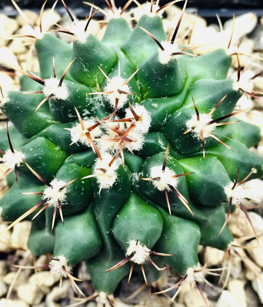 Thelocactus lophothele 10 pieces Seeds