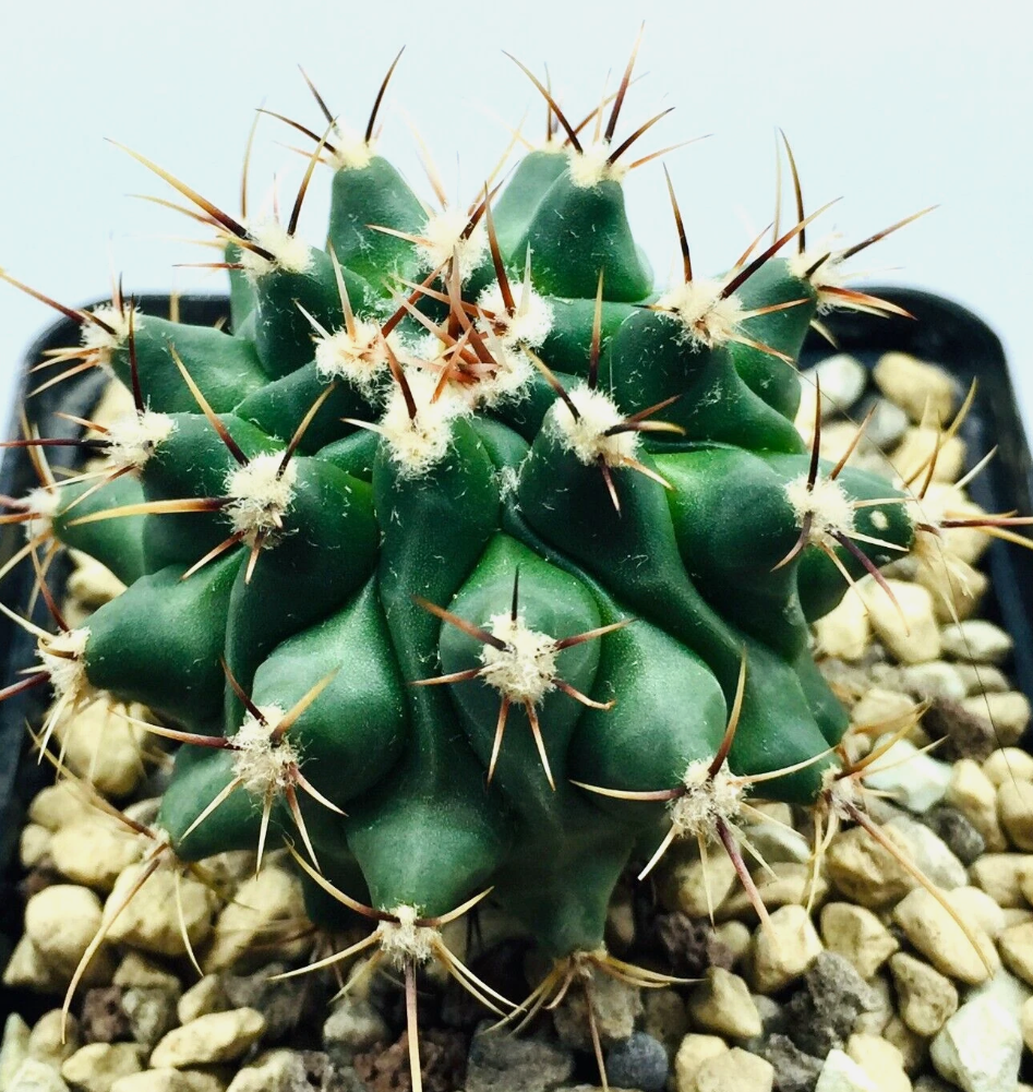 Thelocactus lophothele 10 pieces Seeds