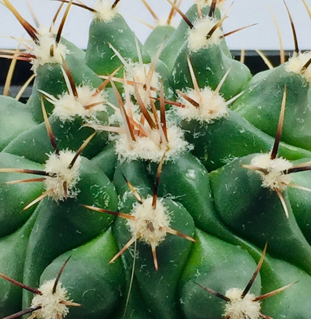 Thelocactus lophothele 10 pieces Seeds