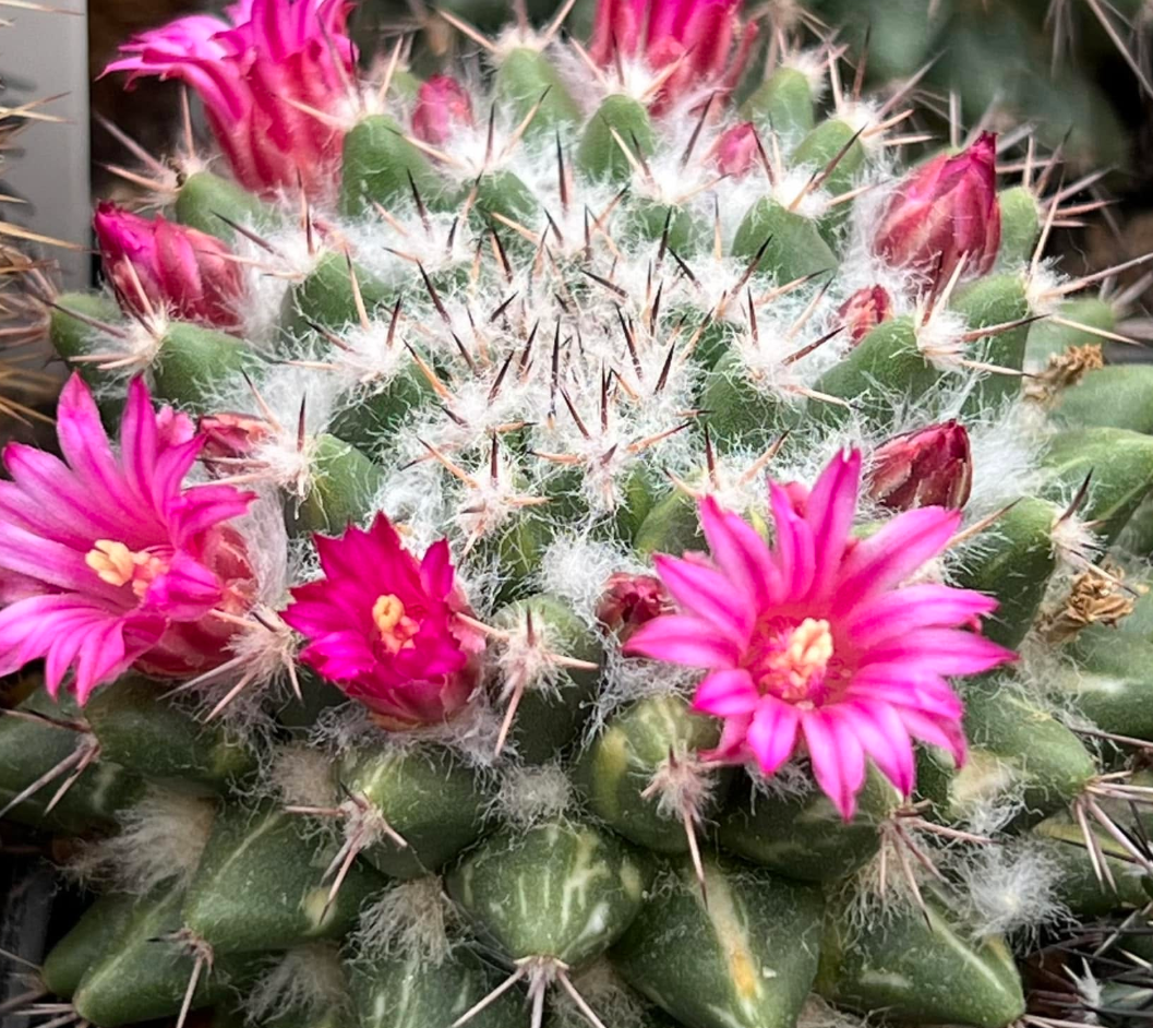 Mammillaria sartorii 10 Pieces Seeds