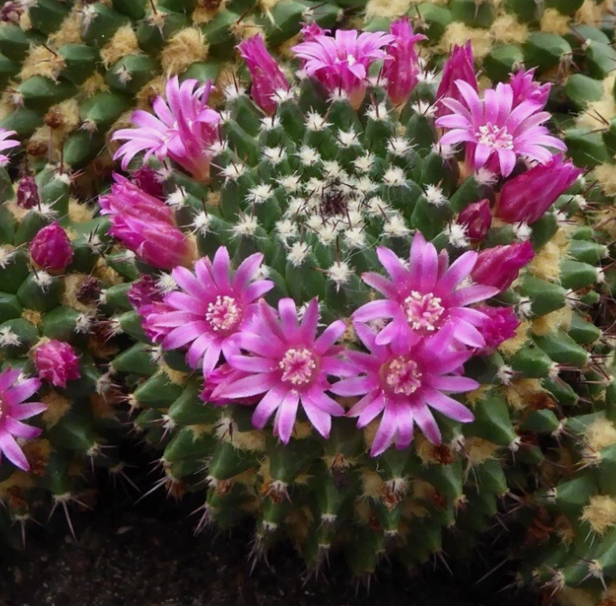 Mammillaria sartorii 10 Pieces Seeds