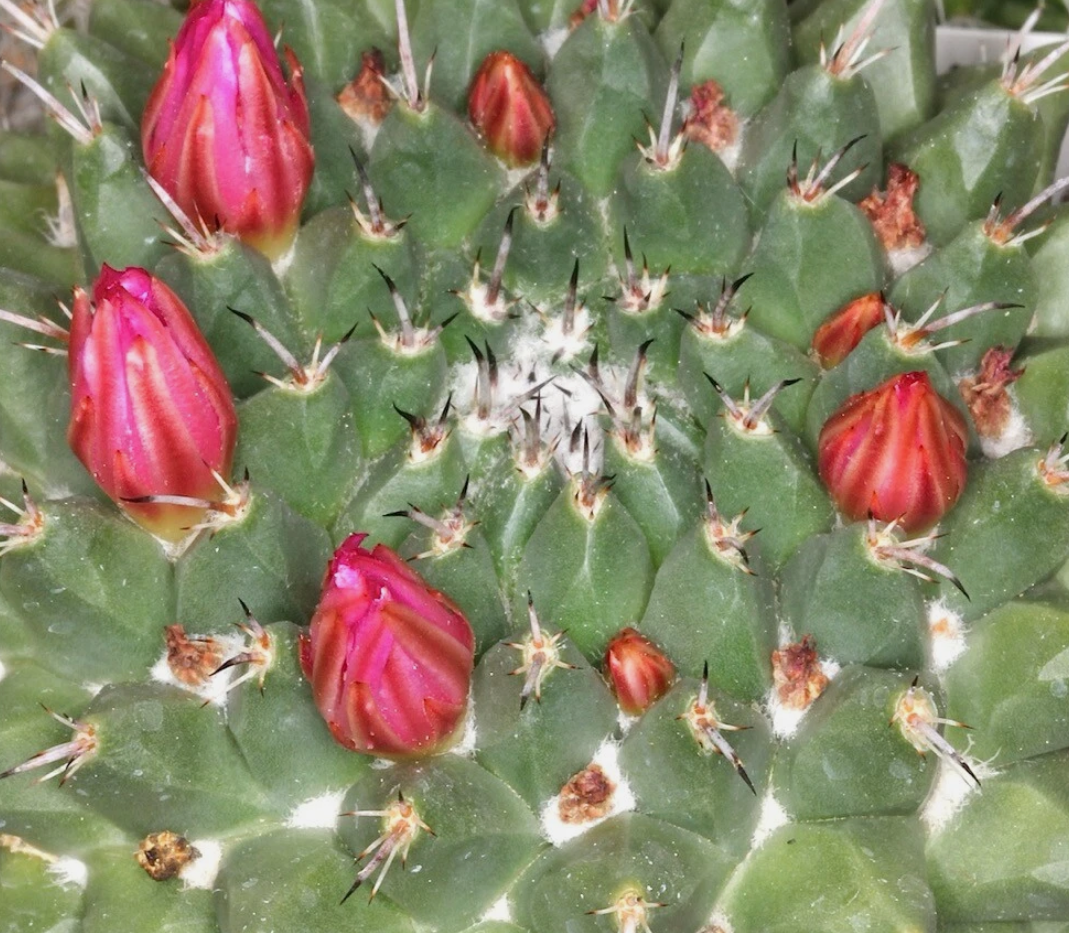 Mammillaria sartorii 10 Pieces Seeds