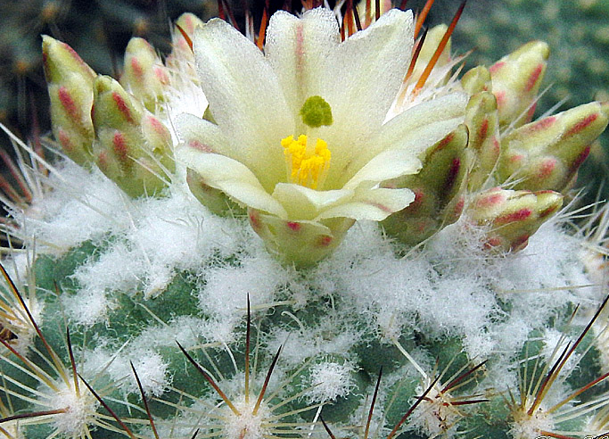 Mammillaria neopalmeri 10 Pieces Seeds
