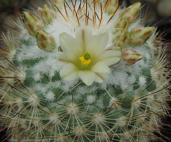 Mammillaria neopalmeri 10 Pieces Seeds