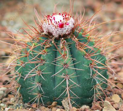 Melocactus violaceus 15 Pieces Seeds