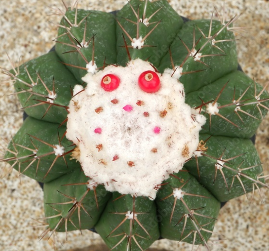 Melocactus violaceus 15 Pieces Seeds
