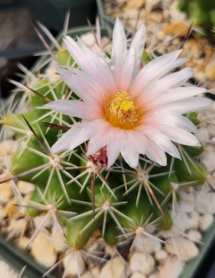 Thelocactus garciae 10 pieces Seeds