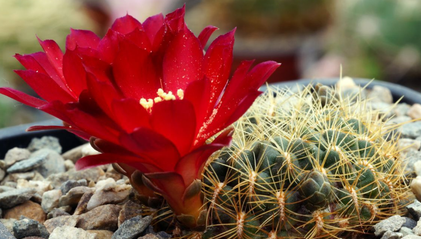 Sulcorebutia oenantha 10 Pieces Seeds