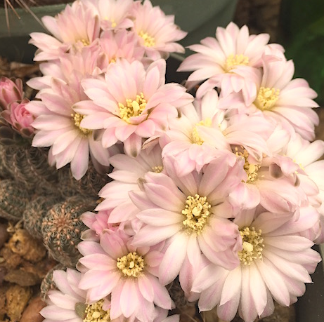 Gymnocalycium bruchii 10 Pieces Seeds