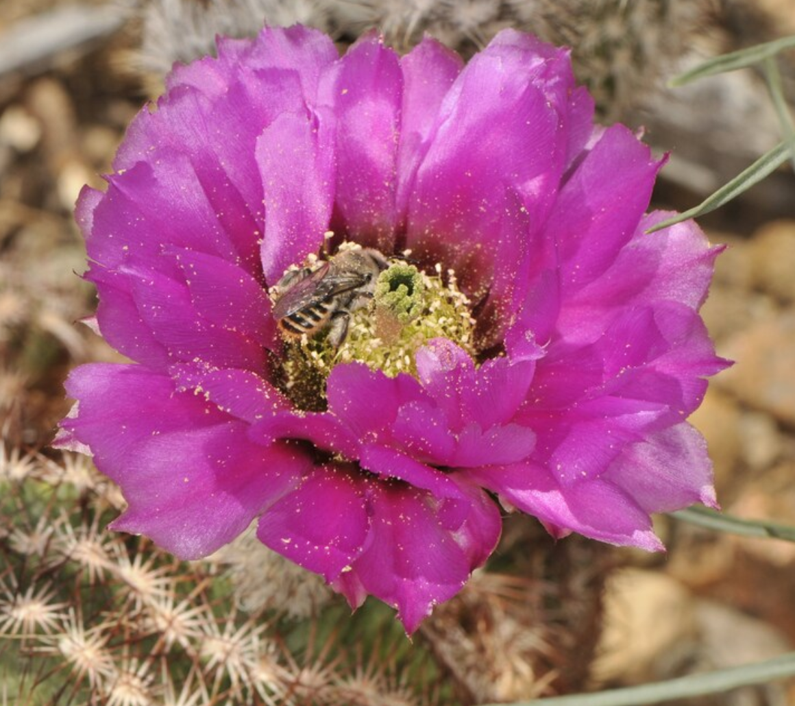 Echinocereus perbellus 10 Pieces Seeds