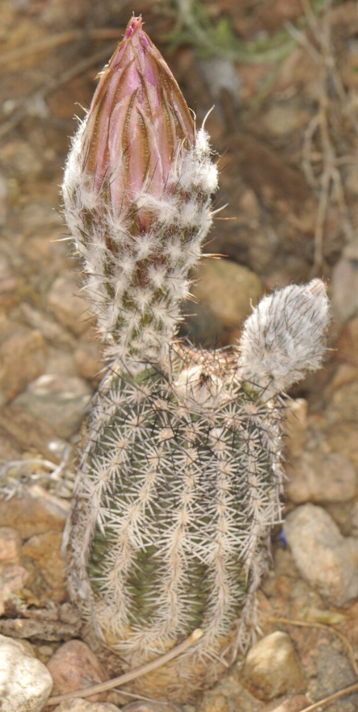 Echinocereus perbellus 10 Pieces Seeds