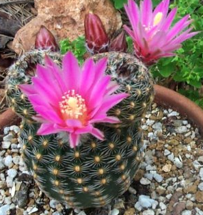 Echinocereus schereri 10 Pieces Seeds