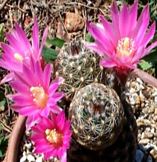 Echinocereus schereri 10 Pieces Seeds