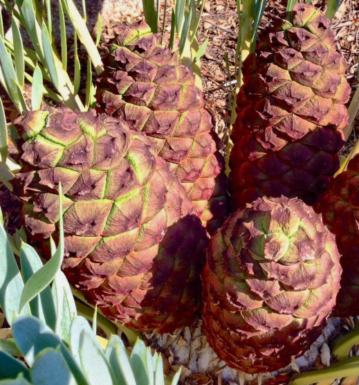 Encephalartos middelburgensis 2 Pieces Seeds