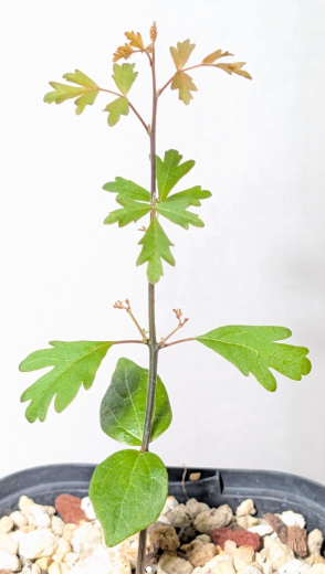 Commiphora socotrana 3 Pieces Seeds