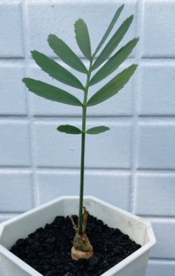 Encephalartos eugene-maraisii 1 Piece Seed
