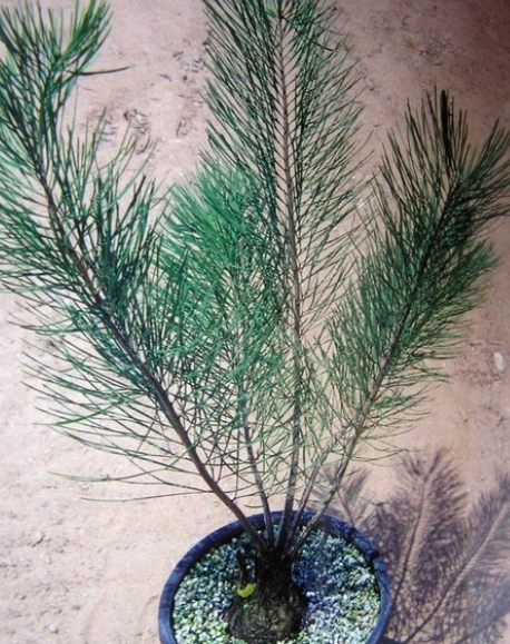 Macrozamia stenomera 2 Pieces Seeds
