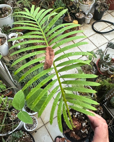 Cycas siamensis 2 Pieces Seeds