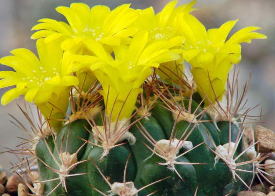 Weingartia longigibba 10 Pieces Seeds