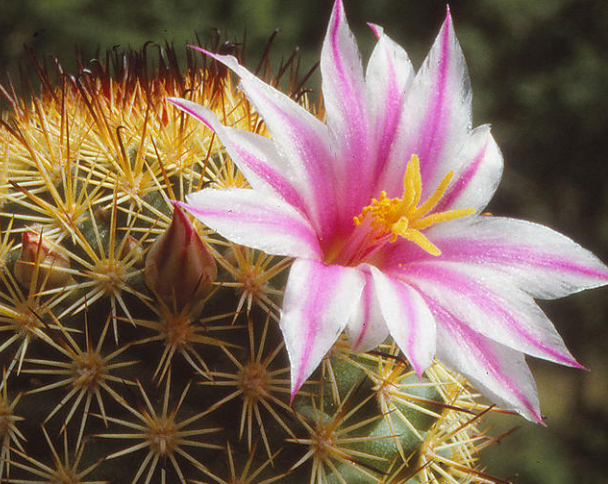 Mammillaria shurliana 10 Pieces Seeds