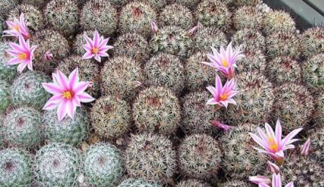 Mammillaria shurliana 10 Pieces Seeds