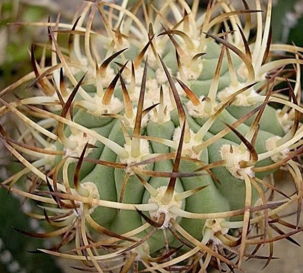 Eriosyce Sandillon 10 Pieces Seeds