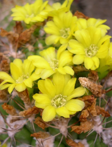 Weingartia sucrensis 10 Pieces Seeds