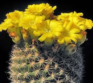 Weingartia sucrensis 10 Pieces Seeds