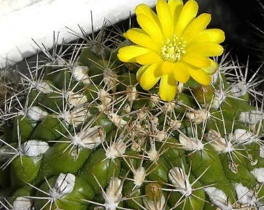 Weingartia sucrensis 10 Pieces Seeds