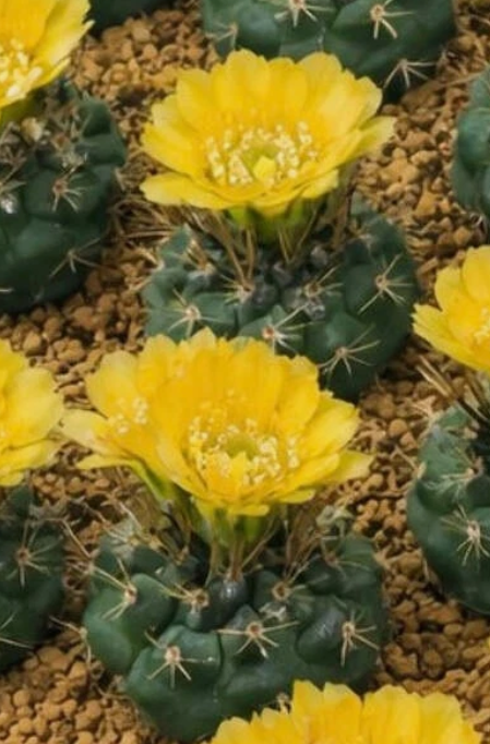 Weingartia pygmaea 10 Pieces Seeds