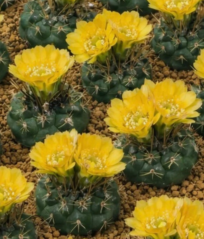 Weingartia pygmaea 10 Pieces Seeds