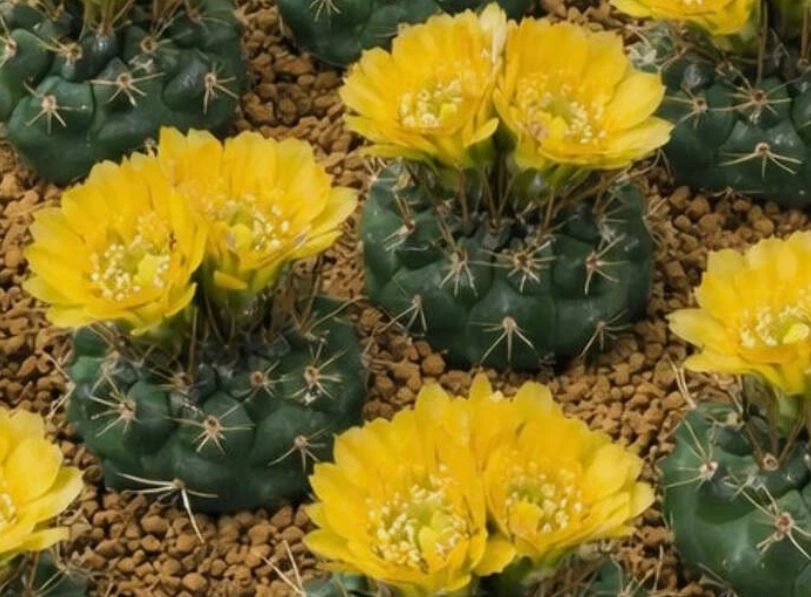 Weingartia pygmaea 10 Pieces Seeds