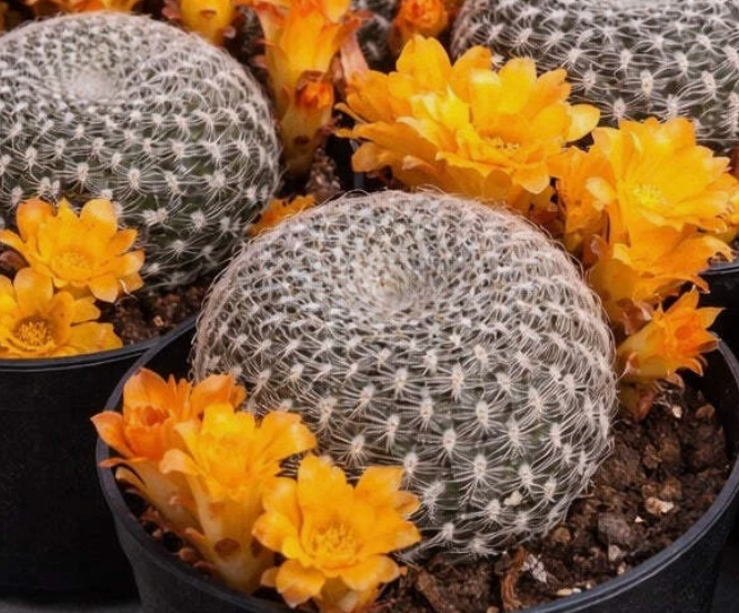 Sulcorebutia Sandacea 10 Pieces Seeds