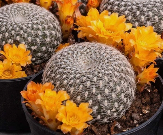 Sulcorebutia Sandacea 10 Pieces Seeds
