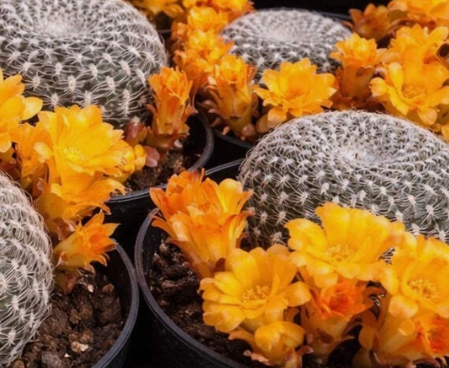 Sulcorebutia Sandacea 10 Pieces Seeds
