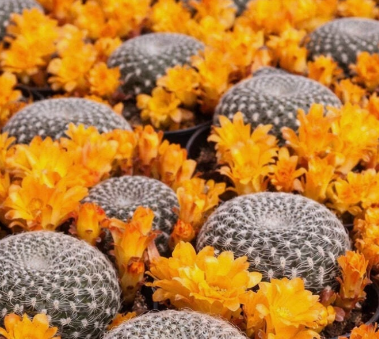 Sulcorebutia Sandacea 10 Pieces Seeds