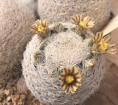 Mammillaria magallanii 10 Pieces Seeds