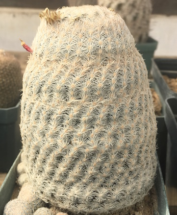 Mammillaria magallanii 10 Pieces Seeds