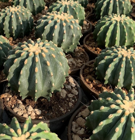 Ferocactus glaucescens var. inermis 10 Pieces Seeds