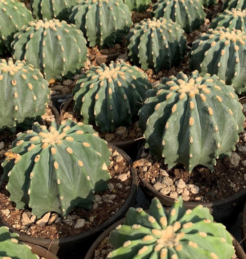 Ferocactus glaucescens var. inermis 10 Pieces Seeds