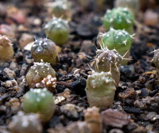 Mammillaria amoena 10 Pieces Seeds