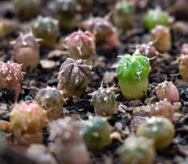 Mammillaria amoena 10 Pieces Seeds