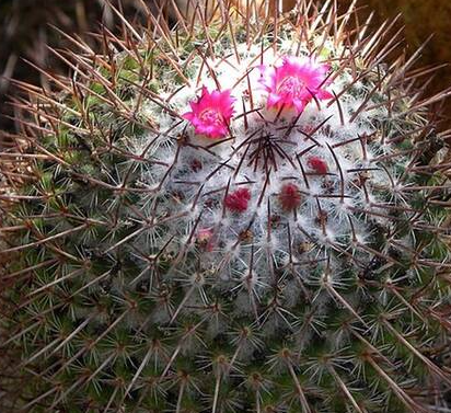Mammillaria amoena 10 Pieces Seeds