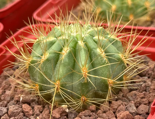 Oroya borchersii 10 Pieces Seeds
