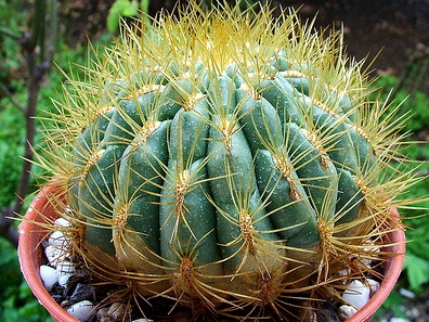 Oroya borchersii 10 Pieces Seeds
