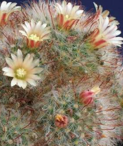 Mammillaria aurihamata 10 Pieces Seeds
