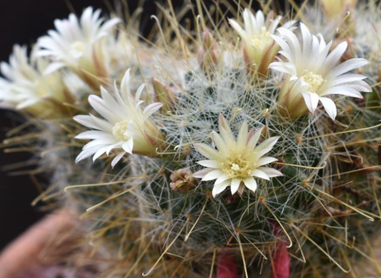 Mammillaria aurihamata 10 Pieces Seeds